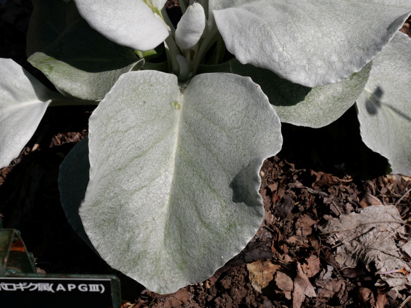 Senecio ‘Angel wings’