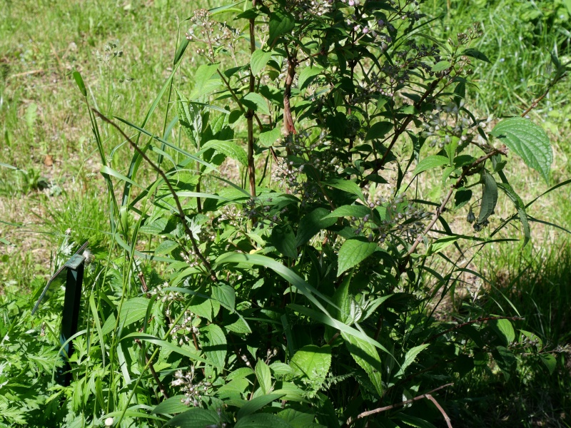 Deutzia longifolia ‘Veitchii’