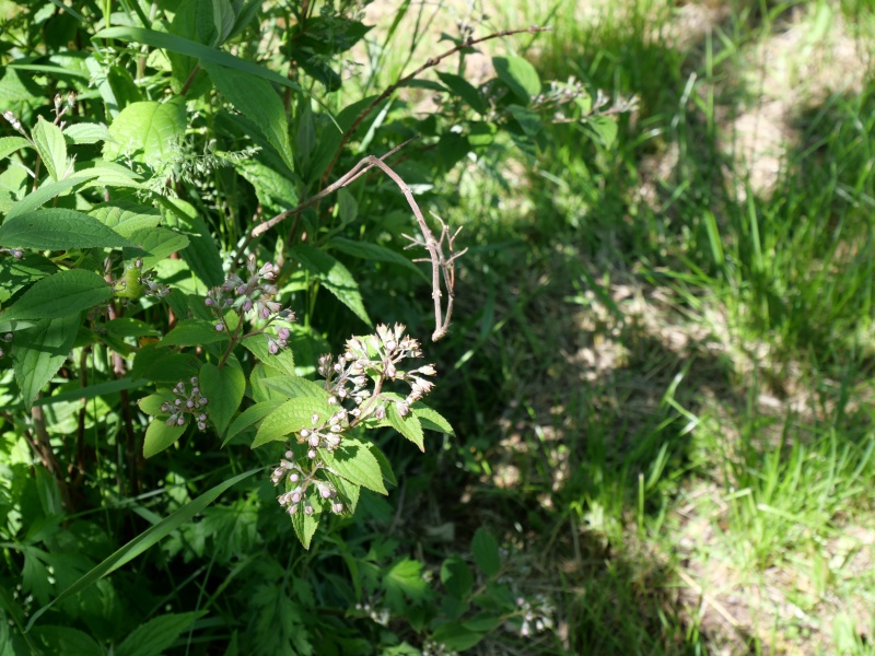 Deutzia longifolia ‘Veitchii’