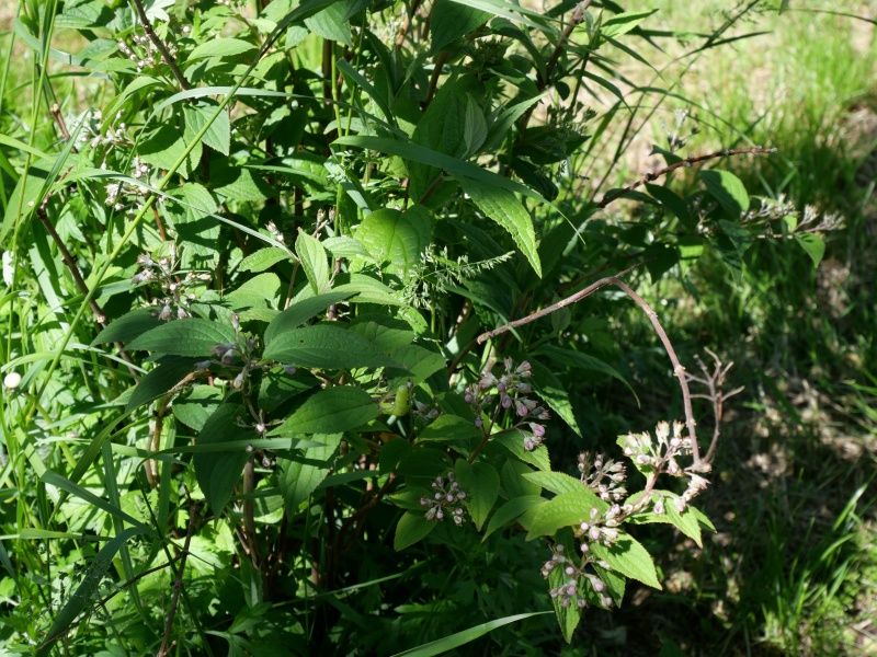 Deutzia longifolia ‘Veitchii’