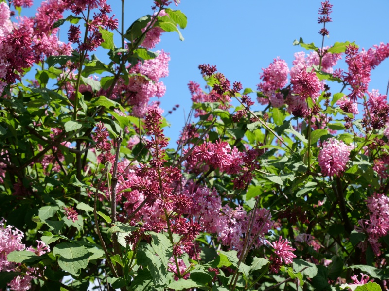 トリプリダライラック ‘ミスカナダ’(Syringa ×tribrida cv. Miss Canada)