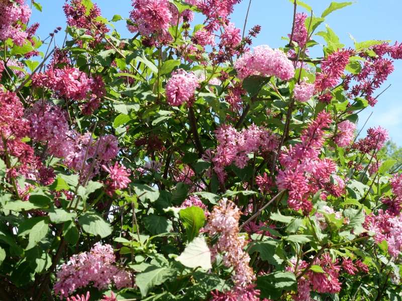 トリプリダライラック ‘ミスカナダ’(Syringa ×tribrida cv. Miss Canada)