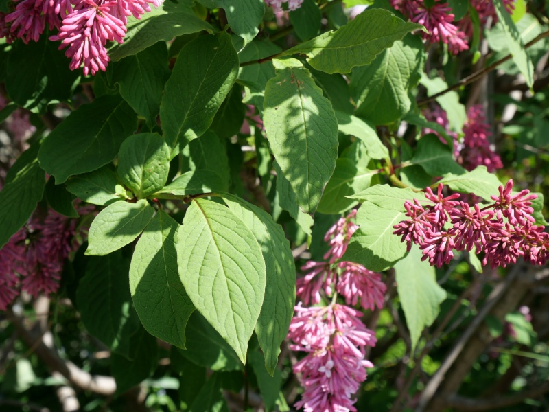 トリプリダライラック ‘ミスカナダ’(Syringa ×tribrida cv. Miss Canada)