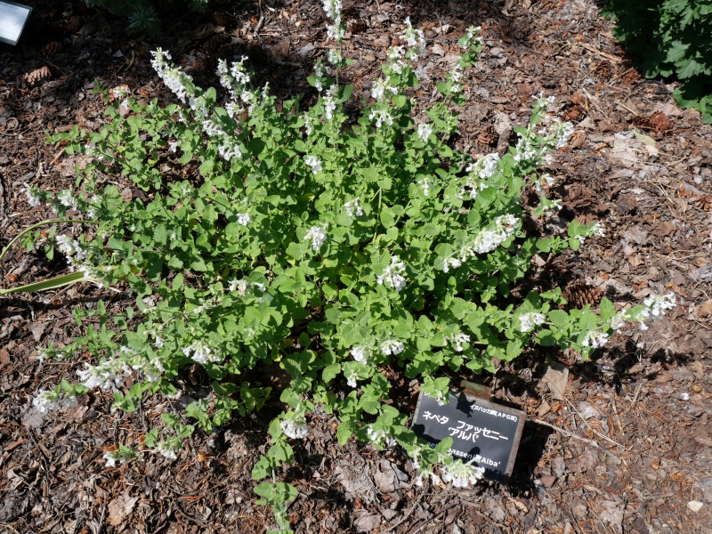 Nepeta ×faassenii ‘Alba’