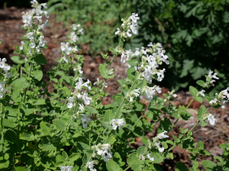 Nepeta ×faassenii ‘Alba’