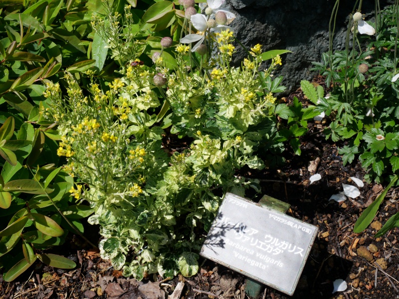 Barbarea vulgaris ‘Variegata’