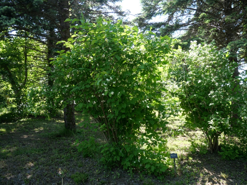 チョウセンバイカウツギ(Philadelphus schrenkii)