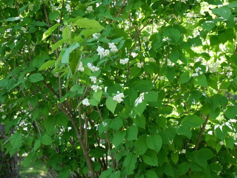 チョウセンバイカウツギ(Philadelphus schrenkii)