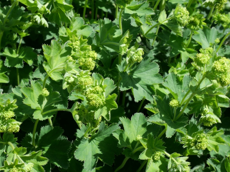 Alchemilla sericata ‘Gold Strike’