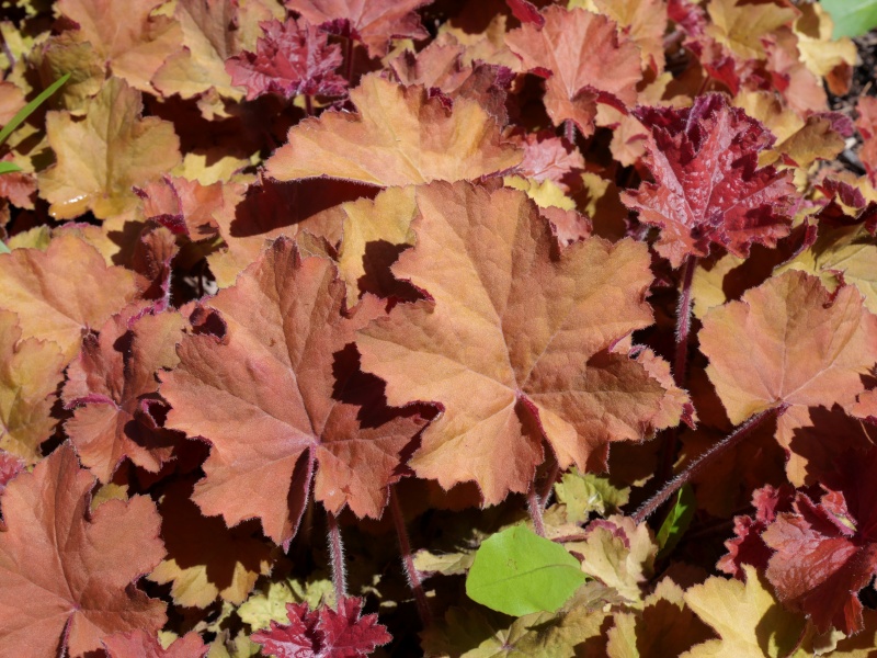 Heuchera キャラメル