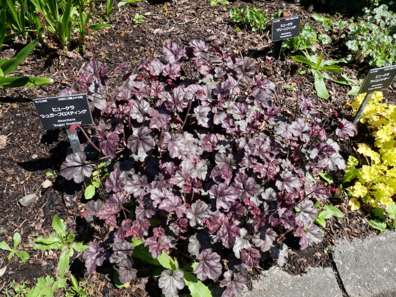 Heuchera シュガーフロスティング