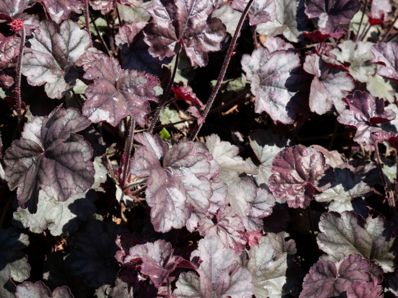 Heuchera シュガーフロスティング