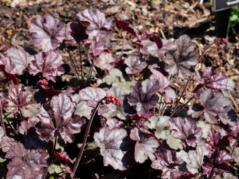Heuchera シュガーフロスティング