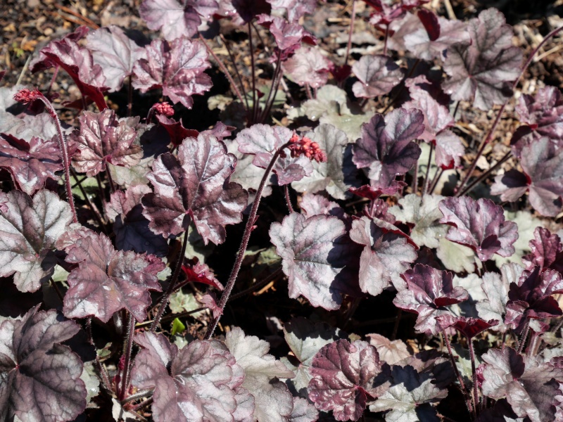 Heuchera シュガーフロスティング