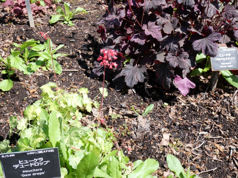 Heuchera デュードロップ