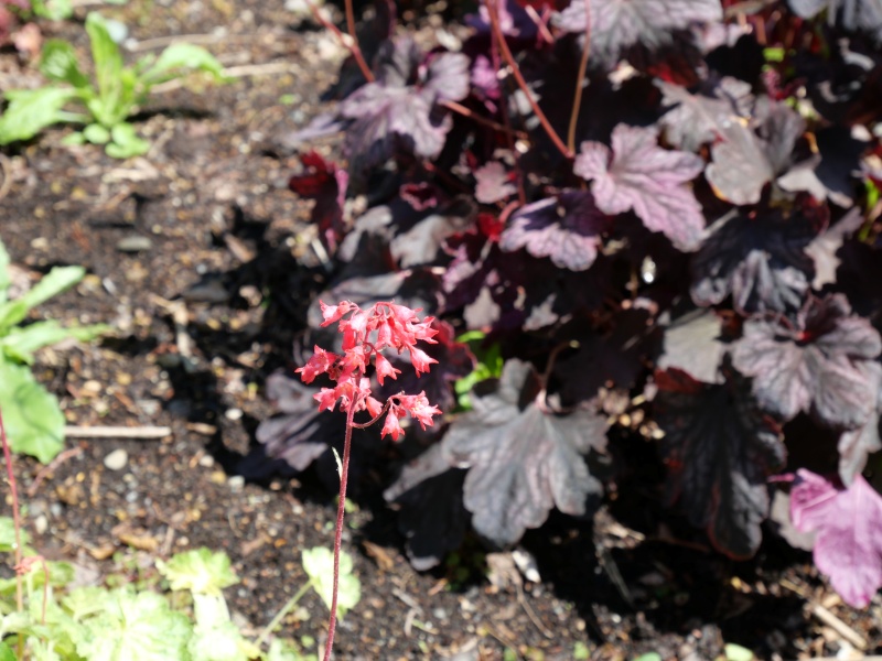 Heuchera デュードロップ