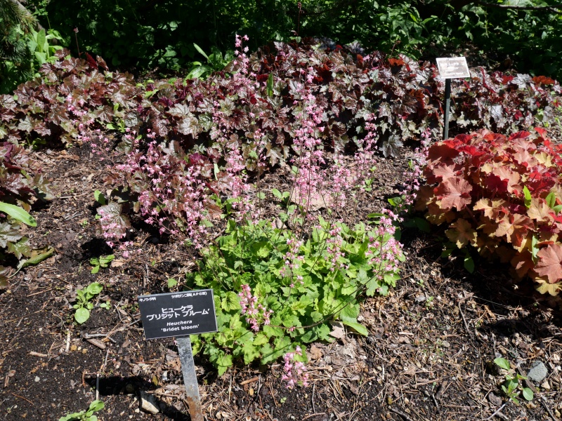 Heuchera ブリジット ブルーム