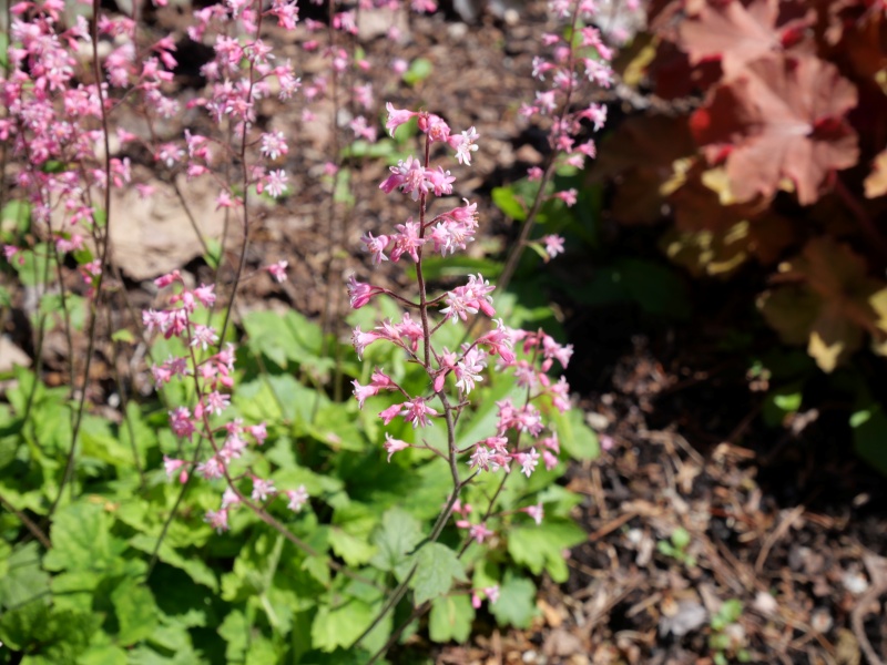 Heuchera ブリジット ブルーム