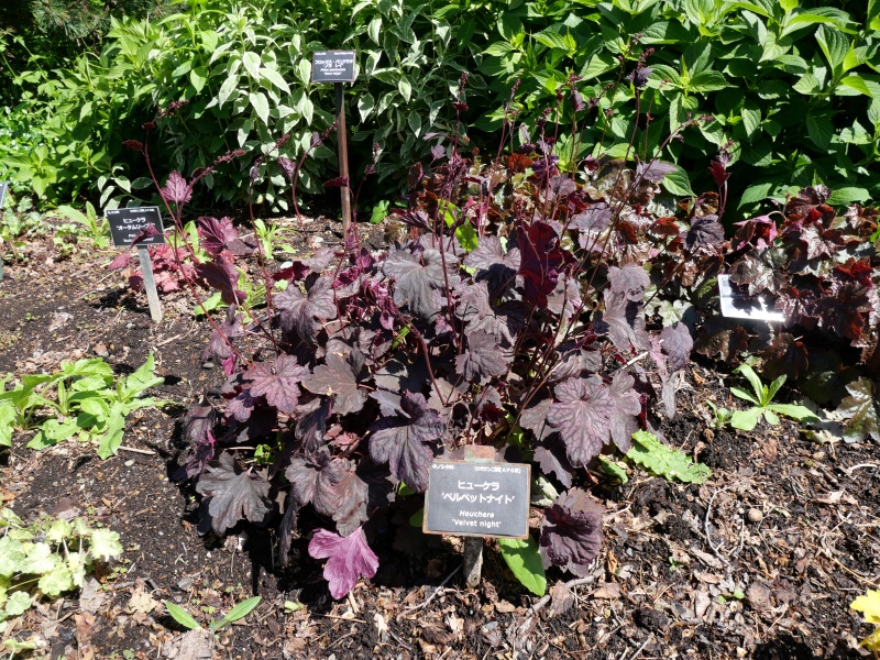 Heuchera ベルベットナイト