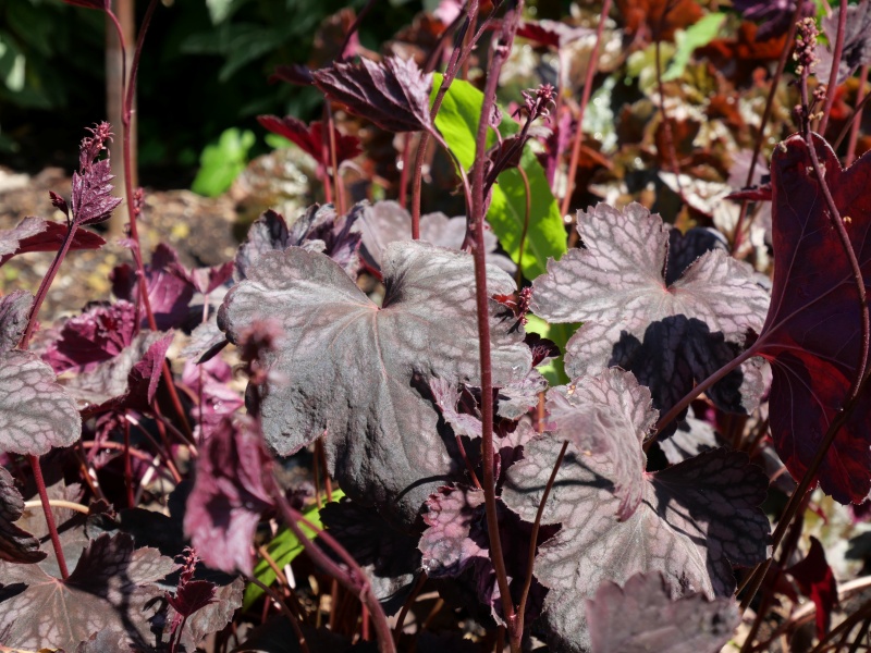 Heuchera ベルベットナイト