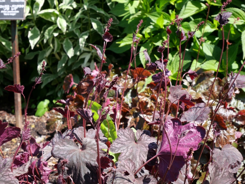 Heuchera ベルベットナイト