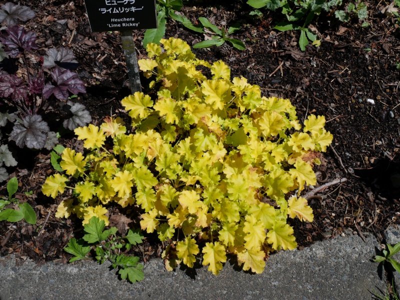 Heuchera ライムリッキー