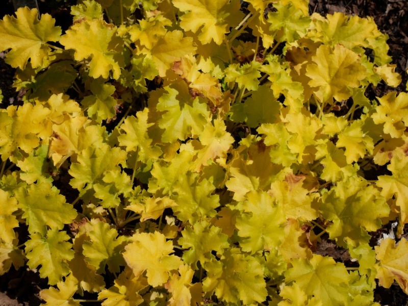 Heuchera ライムリッキー