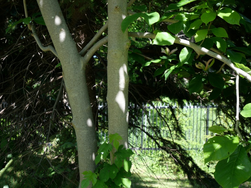 マグノリア ‘ウッズマン’(Magnolia ×brooklynensis ‘Woodsman’)