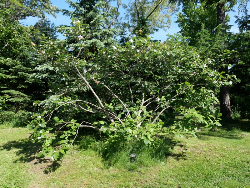 Magnolia sieboldii subsp. sinensis (Rehder & E.H.Wilson) Spongberg