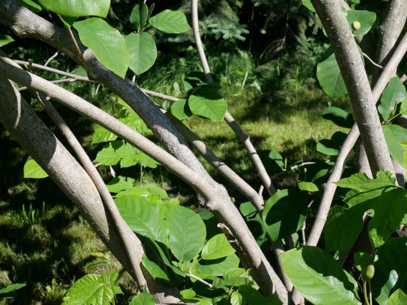 Magnolia sieboldii subsp. sinensis (Rehder & E.H.Wilson) Spongberg