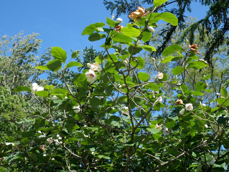 Magnolia sieboldii subsp. sinensis (Rehder & E.H.Wilson) Spongberg