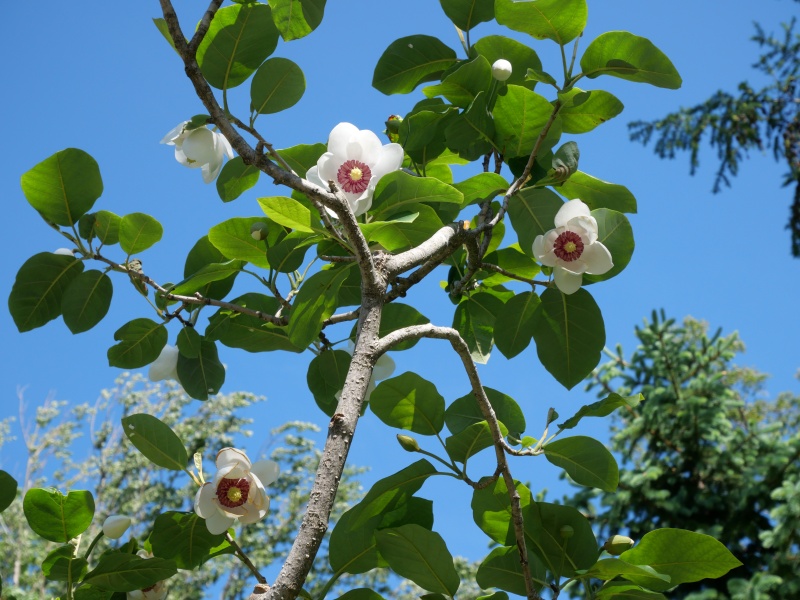 Magnolia sieboldii subsp. sinensis (Rehder & E.H.Wilson) Spongberg