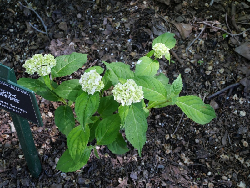 ヤマアジサイ ‘伊予獅子手毬’(Hydrangea serrata ‘Iyozisitemari’)