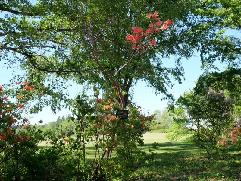 レンゲツツジ(Rhododendron japonicum)