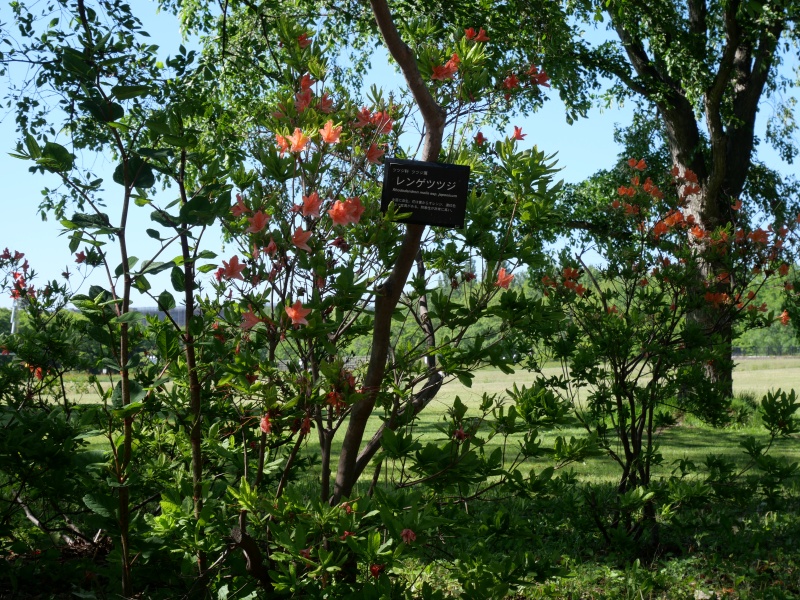レンゲツツジ(Rhododendron japonicum)