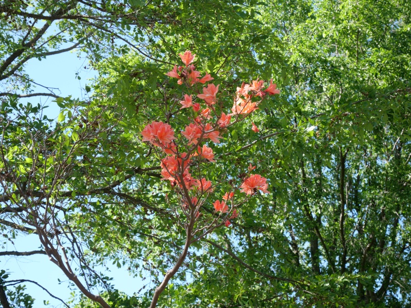 レンゲツツジ(Rhododendron japonicum)