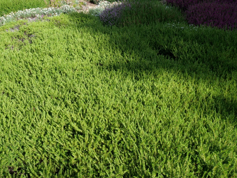 Erica carnea ‘December Red’