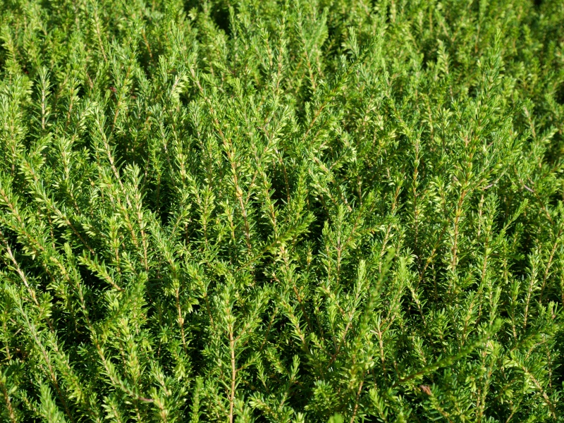 Erica carnea ‘December Red’