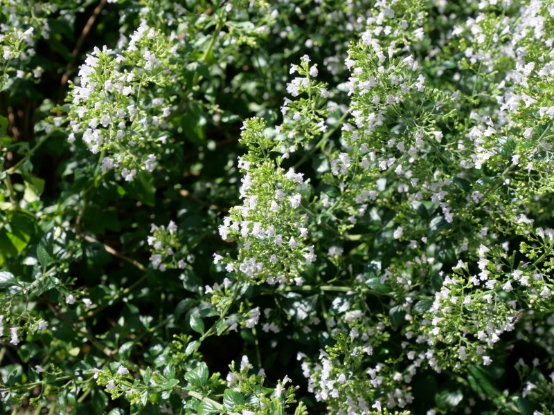 Clinopodium nepeta ‘White Cloud’