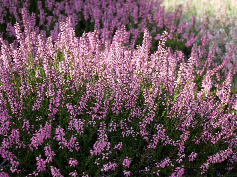 Calluna vulgaris ‘Alexandra’