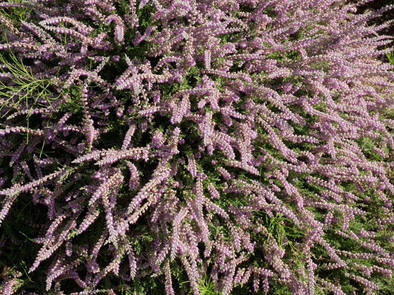 Calluna vulgaris ‘Jan Dekker’