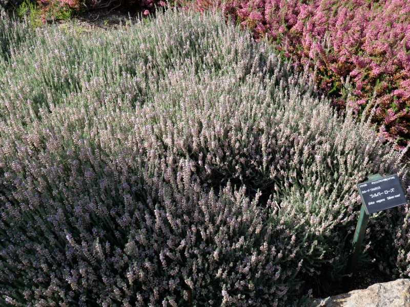 Calluna vulgaris ‘Silver Rose’