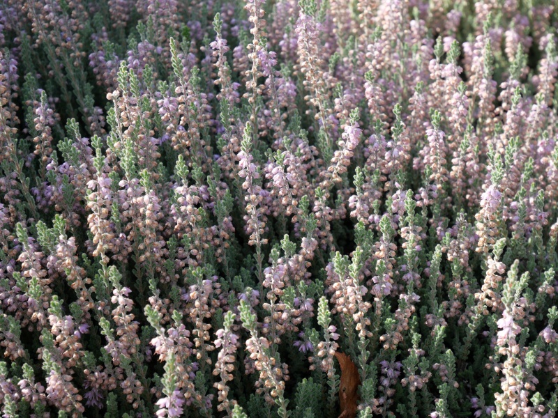 Calluna vulgaris ‘Silver Rose’
