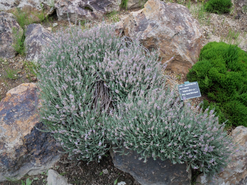 Calluna vulgaris ‘Silver Rose’