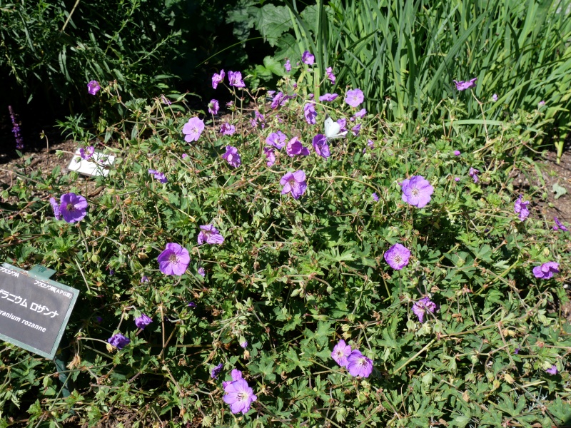 ゼラニウム ロザンヌ(ロザンナ)