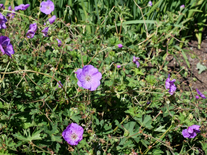 ゼラニウム ロザンヌ(ロザンナ)
