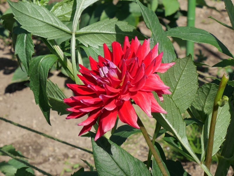 ダリア チェンス