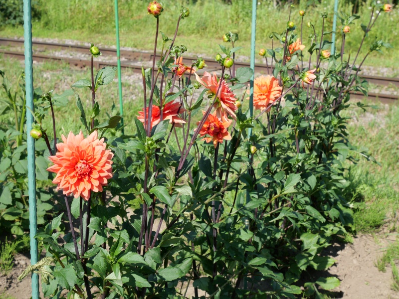 ダリア ブライトオレンジ