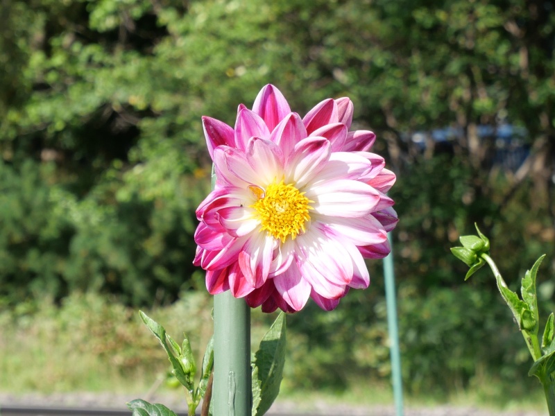 ダリア ワインアンドローゼ