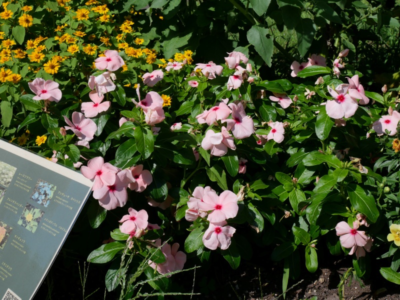 ニチニチソウ(Catharanthus roseus)